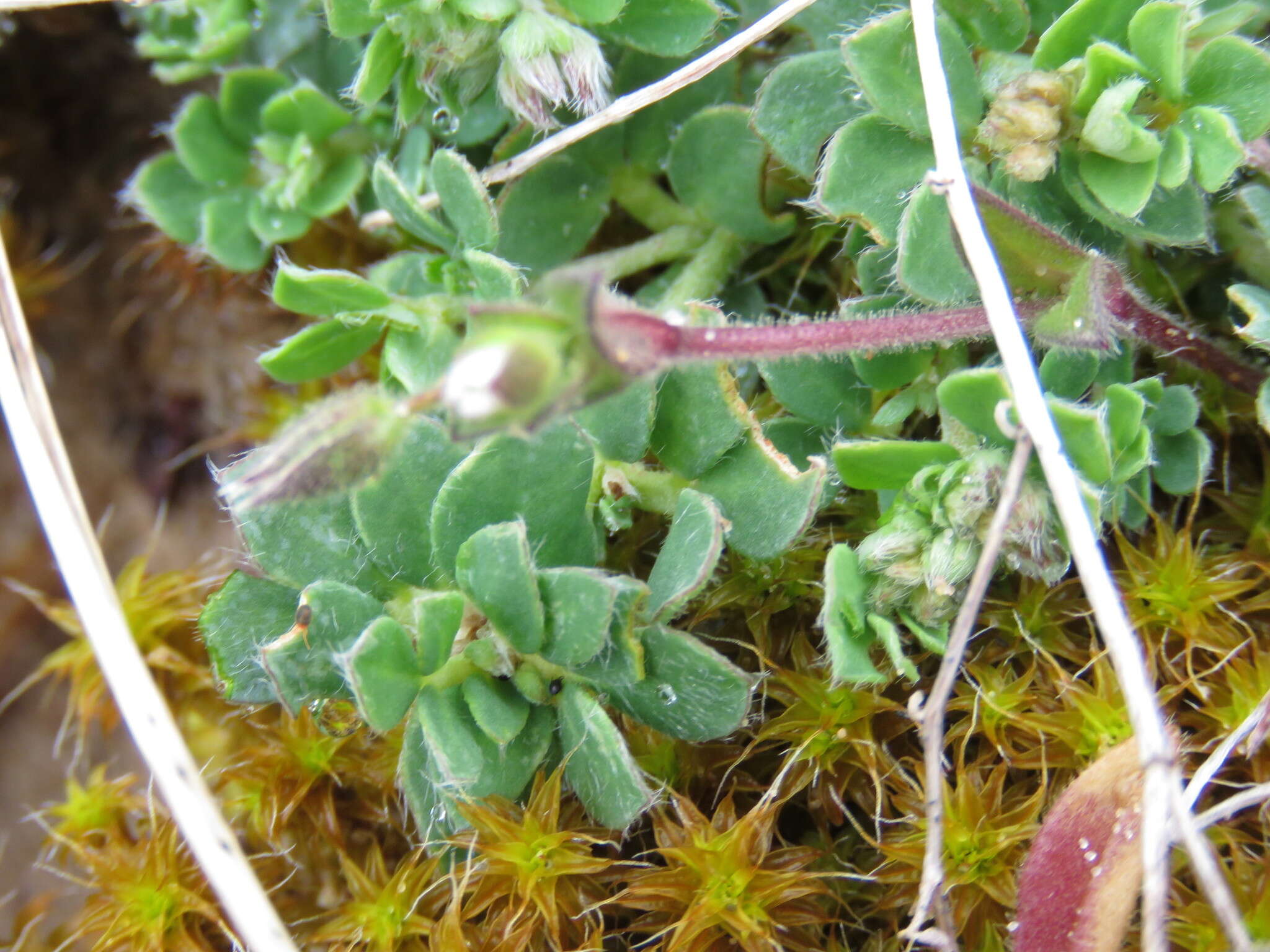 Image of fourstamen chickweed