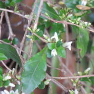 Image of Graptophyllum spinigerum F. Muell.