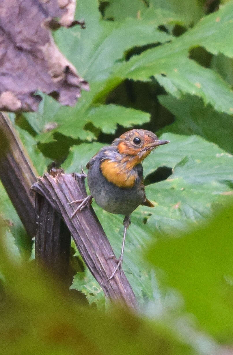 Image of Japanese Robin