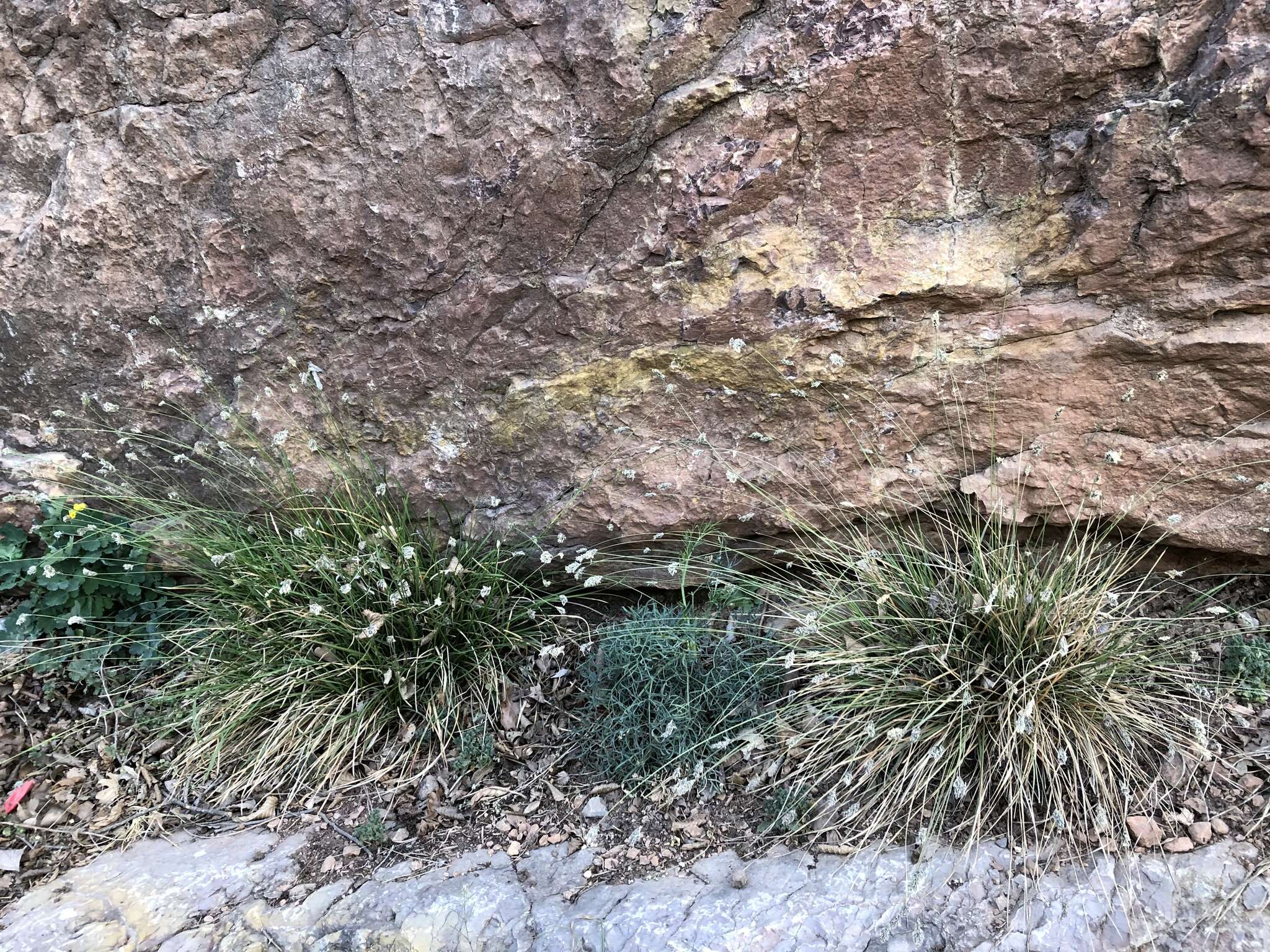 Imagem de Sesleria caerulea (L.) Ard.