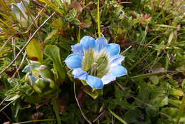 Image of Gentiana depressa D. Don