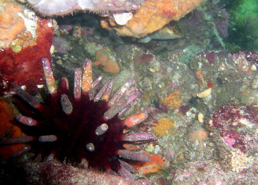 Image of Phyllacanthus irregularis Mortensen 1928