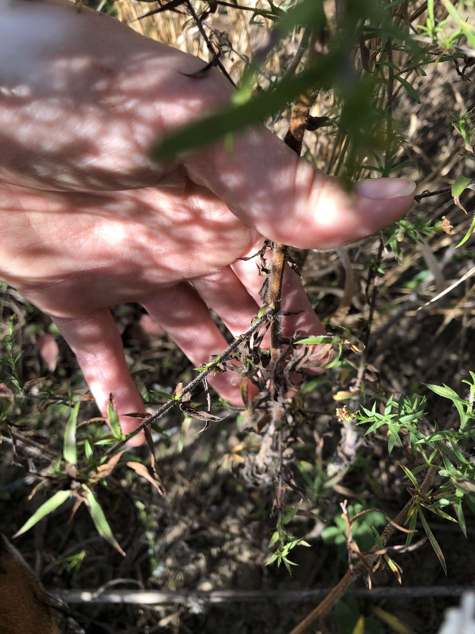 Image of <i>Symphyotrichum <i>pilosum</i></i> var. pilosum