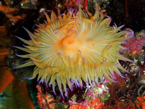 Image of False plum anemone