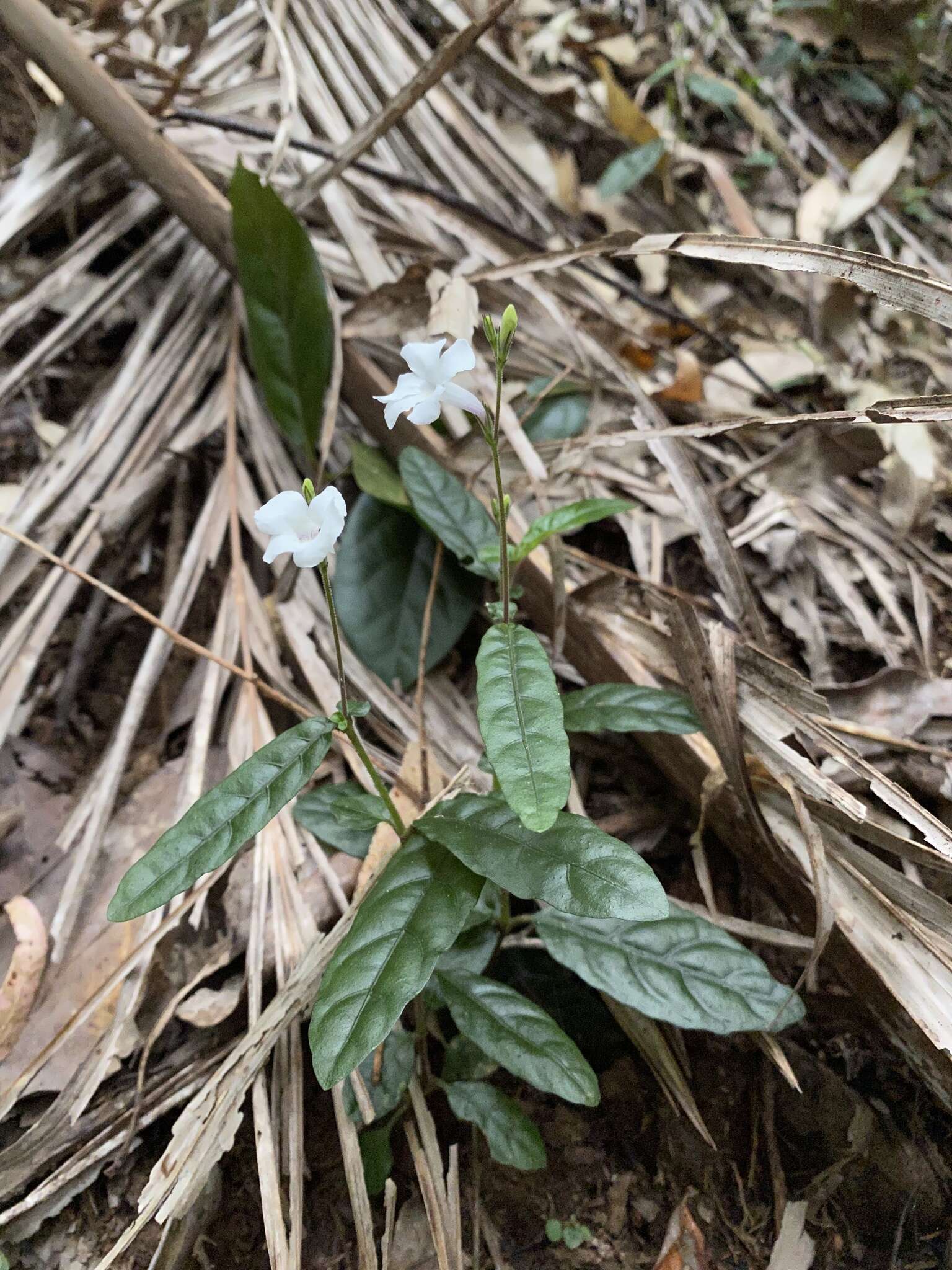 Sivun Brunoniella spiciflora (F. Muell. ex Benth.) Bremek. kuva