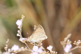 Image of Mediterranean Skipper