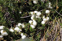 Image of Gaultheria pumila (L. fil.) D. J. Middleton