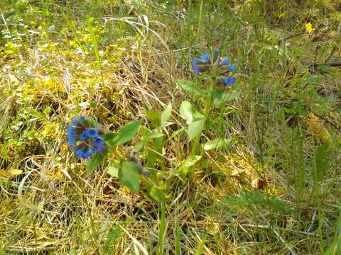 Image of Pulmonaria mollis Hornem.