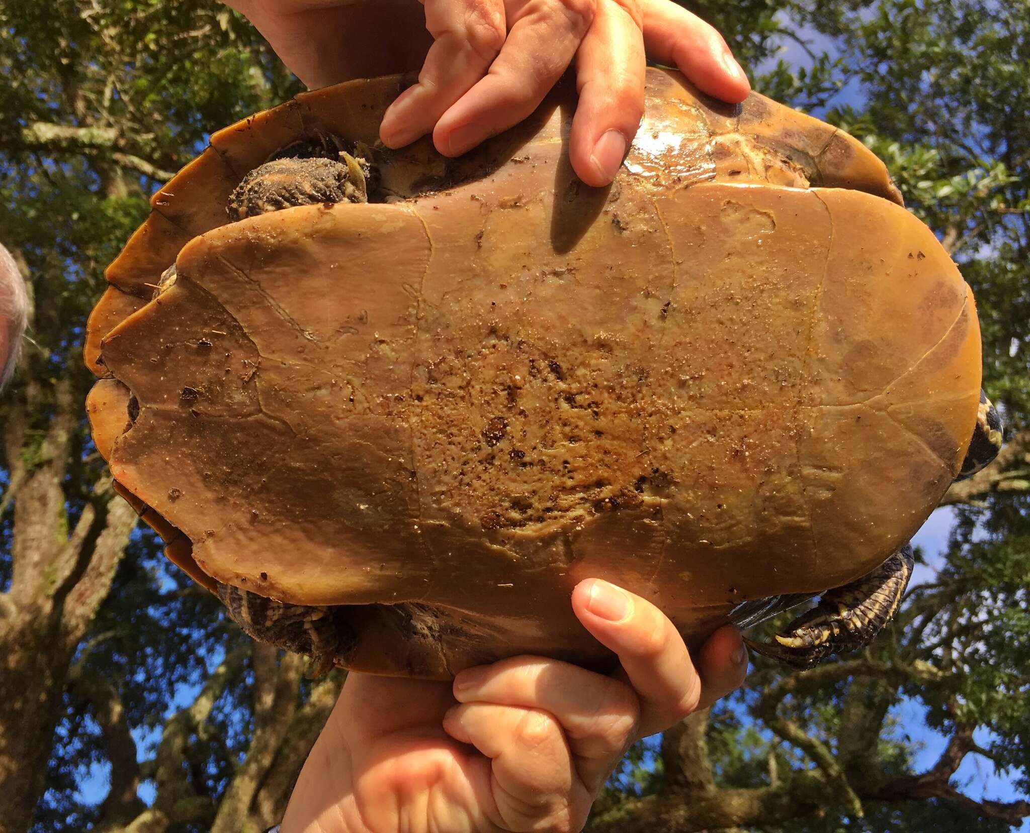 Image of Alabama Redbelly Turtle