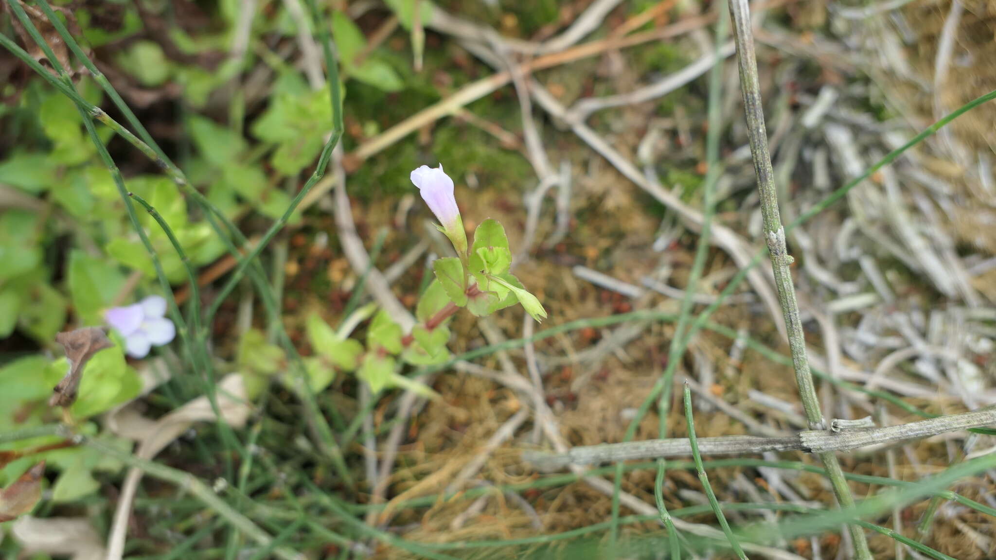 Image of <i>Torenia anagallis</i>