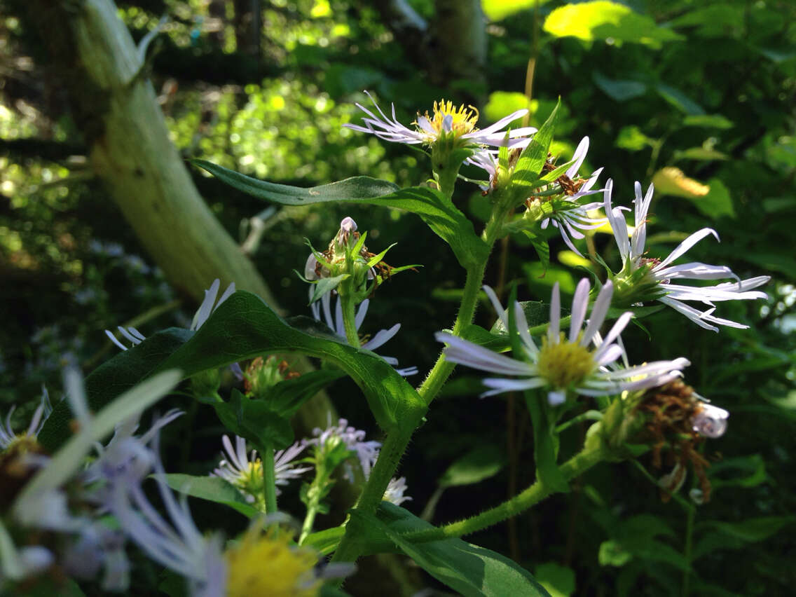 Image of New York aster