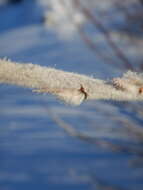 Image de Salix alaxensis (Anderss.) Coville