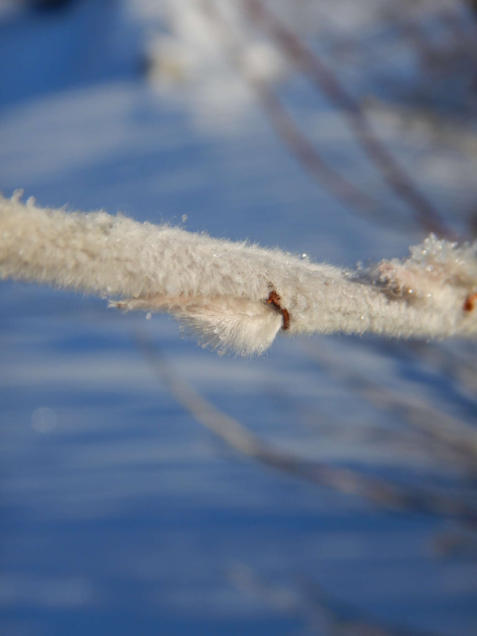 Sivun Salix alaxensis (Anderss.) Coville kuva