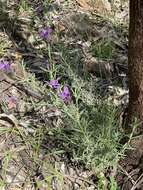 Imagem de Lavandula stoechas subsp. stoechas