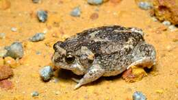 Image of Günther’s Toadlet