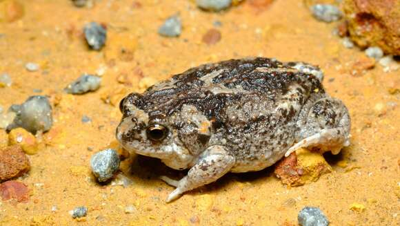 Image of Günther’s Toadlet