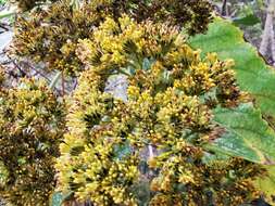 Image of Verbesina arborea Kunth