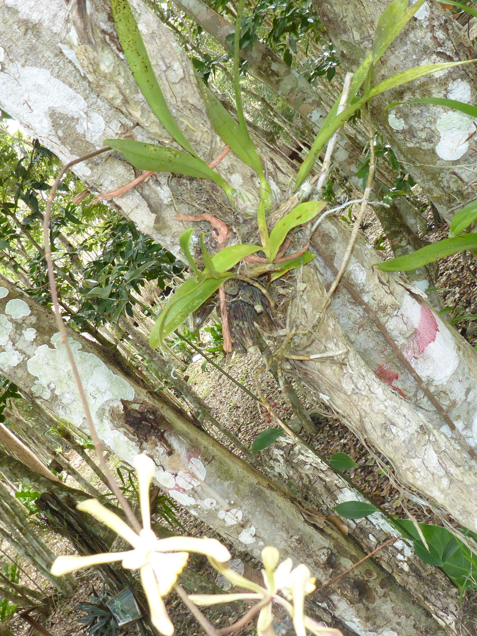 Image of Encyclia alata (Bateman) Schltr.
