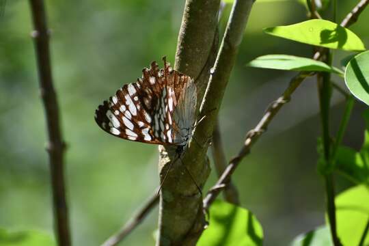 Image of Guatemalan Cracker