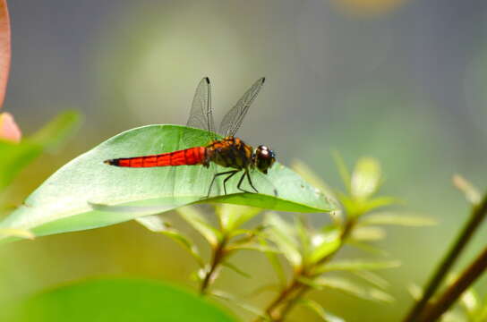 Image of Lyriothemis elegantissima Selys 1883