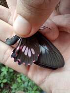 Image of Parides neophilus (Geyer 1837)