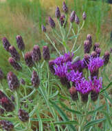 Image of Plains Ironweed