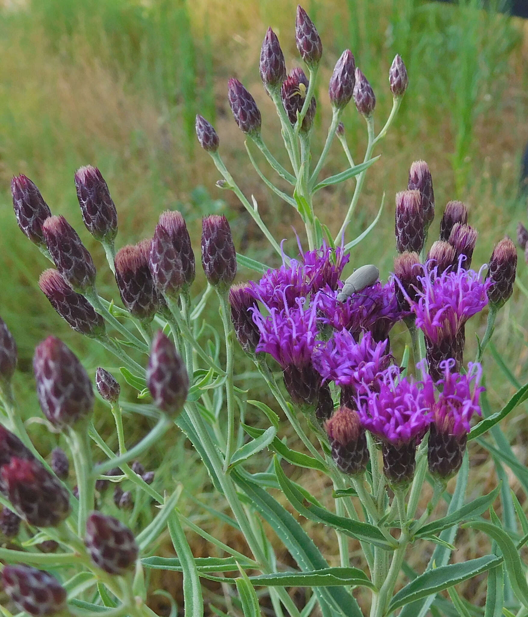 Imagem de Vernonia marginata (Torr.) Rafin.