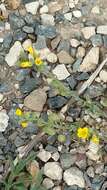 Image de Physaria gordonii (A. Gray) O'Kane & Al-Shehbaz