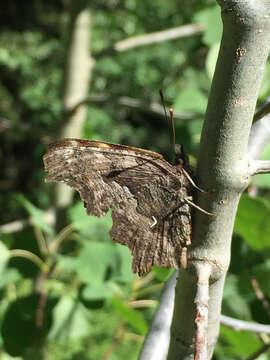 Image of Hoary Comma