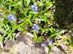 صورة Gentiana arisanensis Hayata