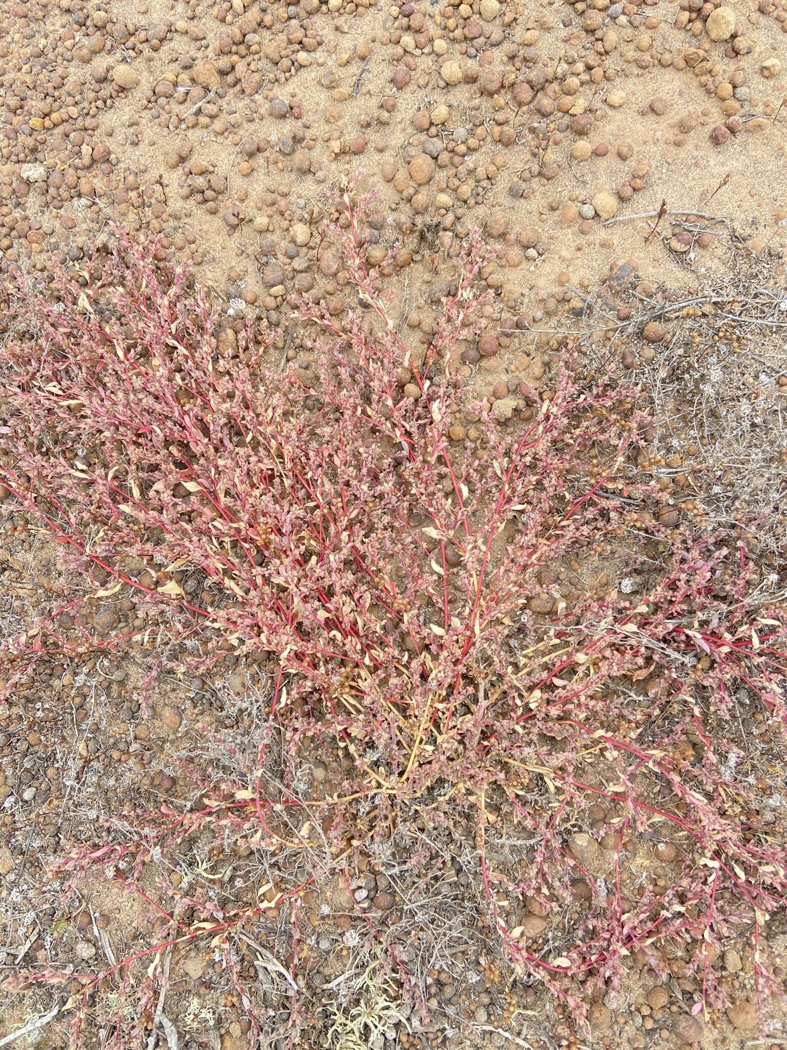 Image de Atriplex pacifica A. Nelson