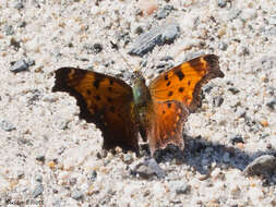 Image of Gray Comma