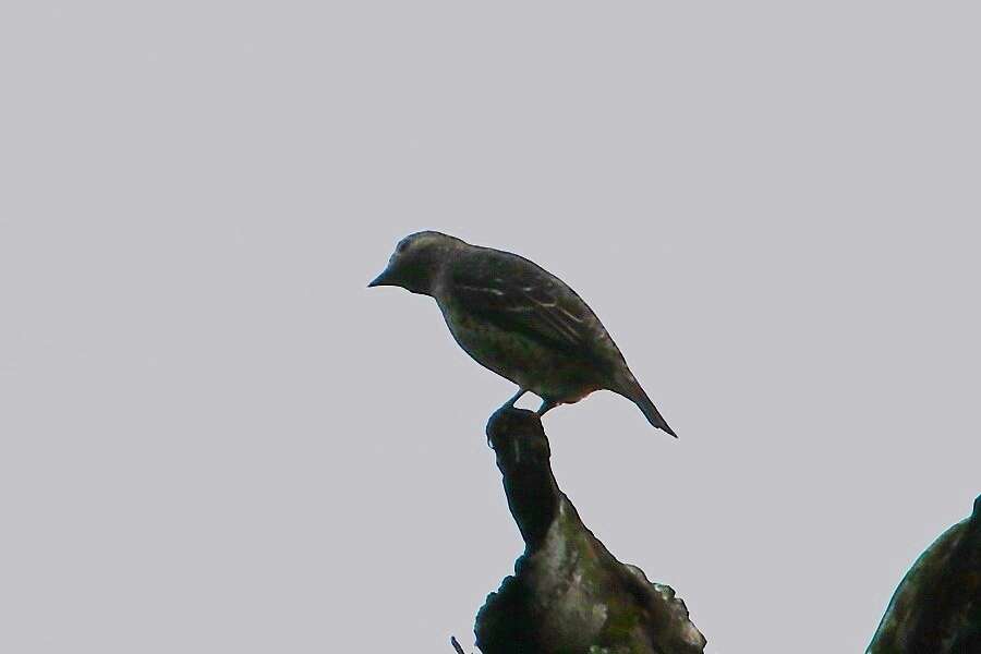 Image of Turquoise Cotinga