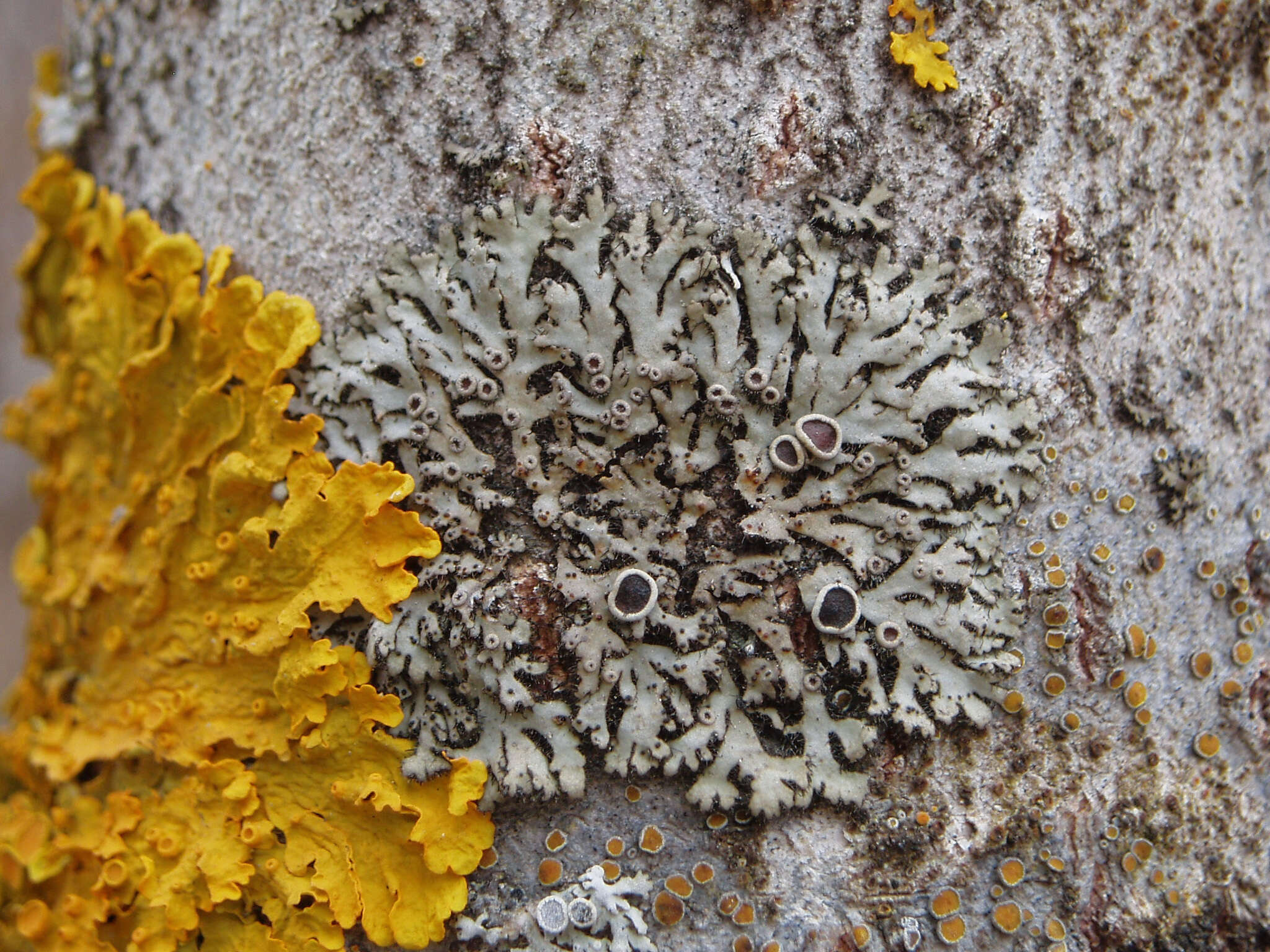 Image de Phaeophyscia ciliata (Hoffm.) Moberg