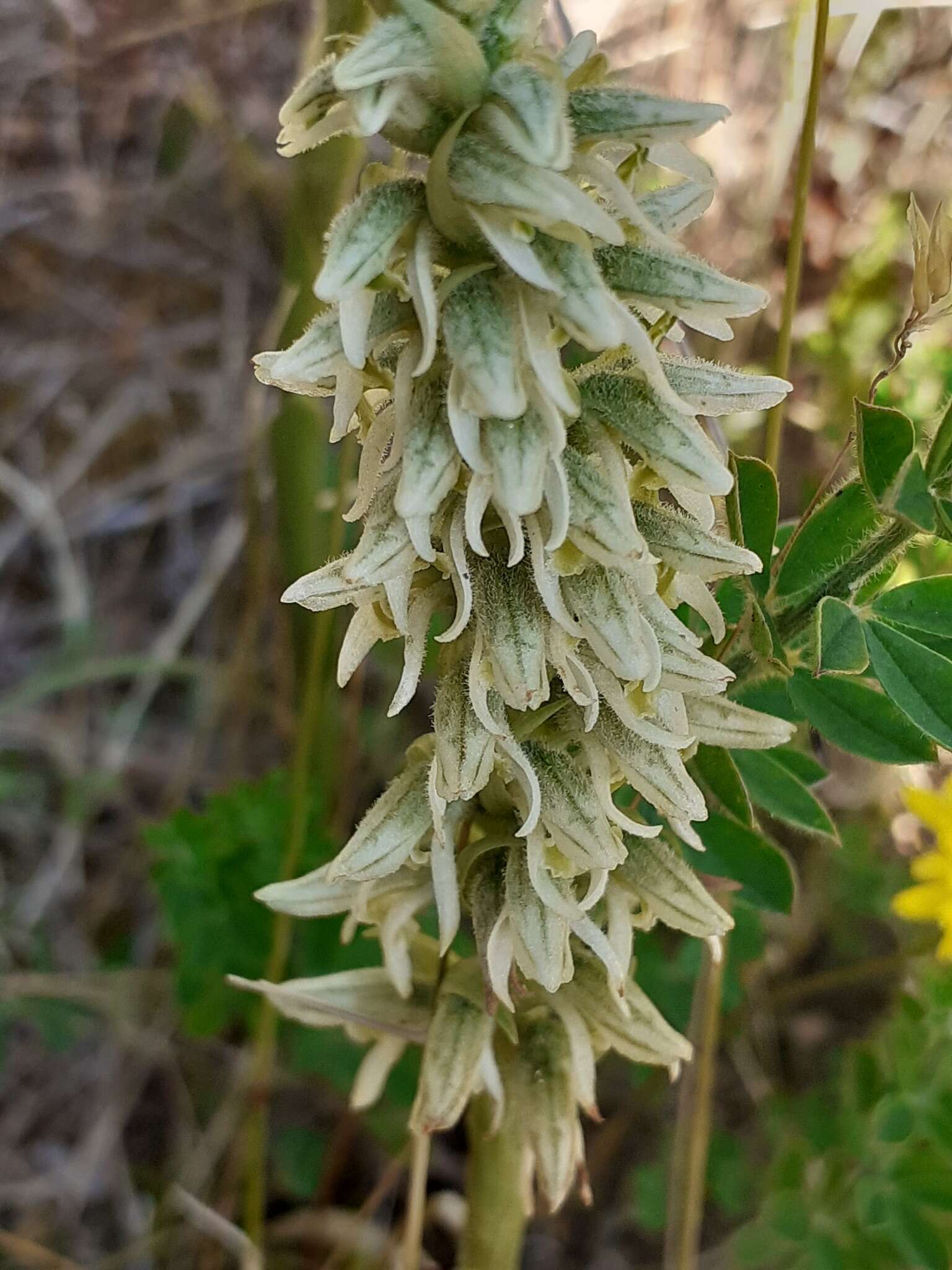 Imagem de Brachystele unilateralis (Poir.) Schltr.