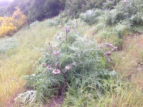 Слика од Cynara cardunculus subsp. flavescens A. Wiklund