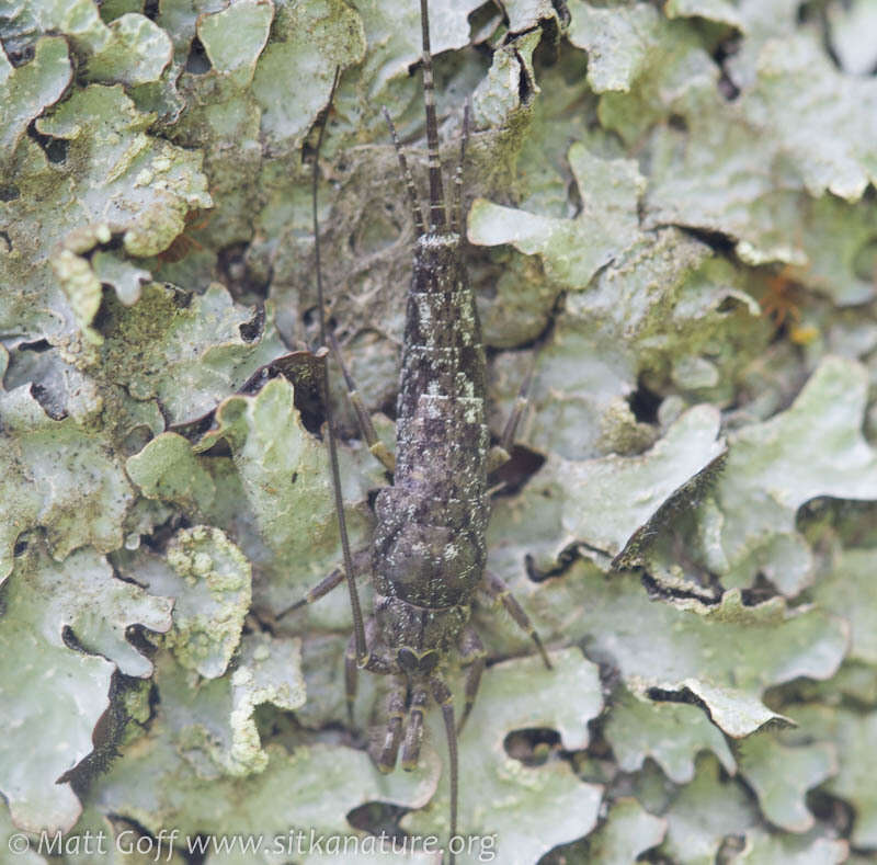 Image of Petridiobius (Petridiobius) arcticus (Folsom 1902)