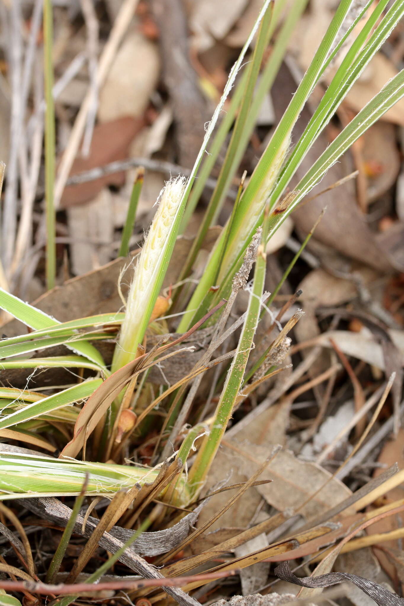 Sivun Lomandra leucocephala subsp. robusta A. T. Lee kuva