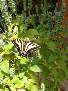 Sivun Papilio pilumnus Boisduval 1836 kuva