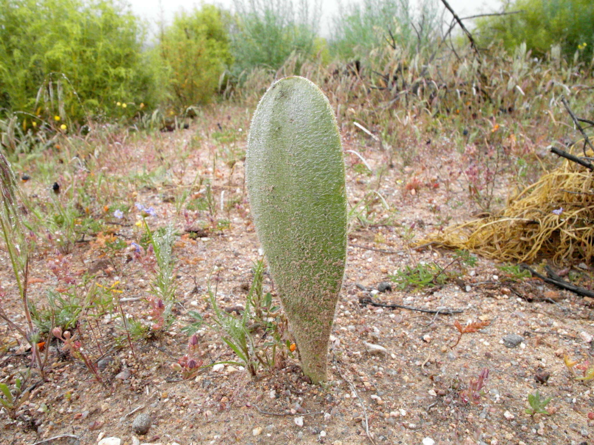 Imagem de Haemanthus unifoliatus Snijman