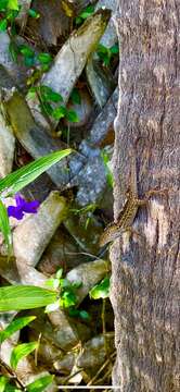 Image of Anolis sagrei sagrei Duméril & Bibron 1837