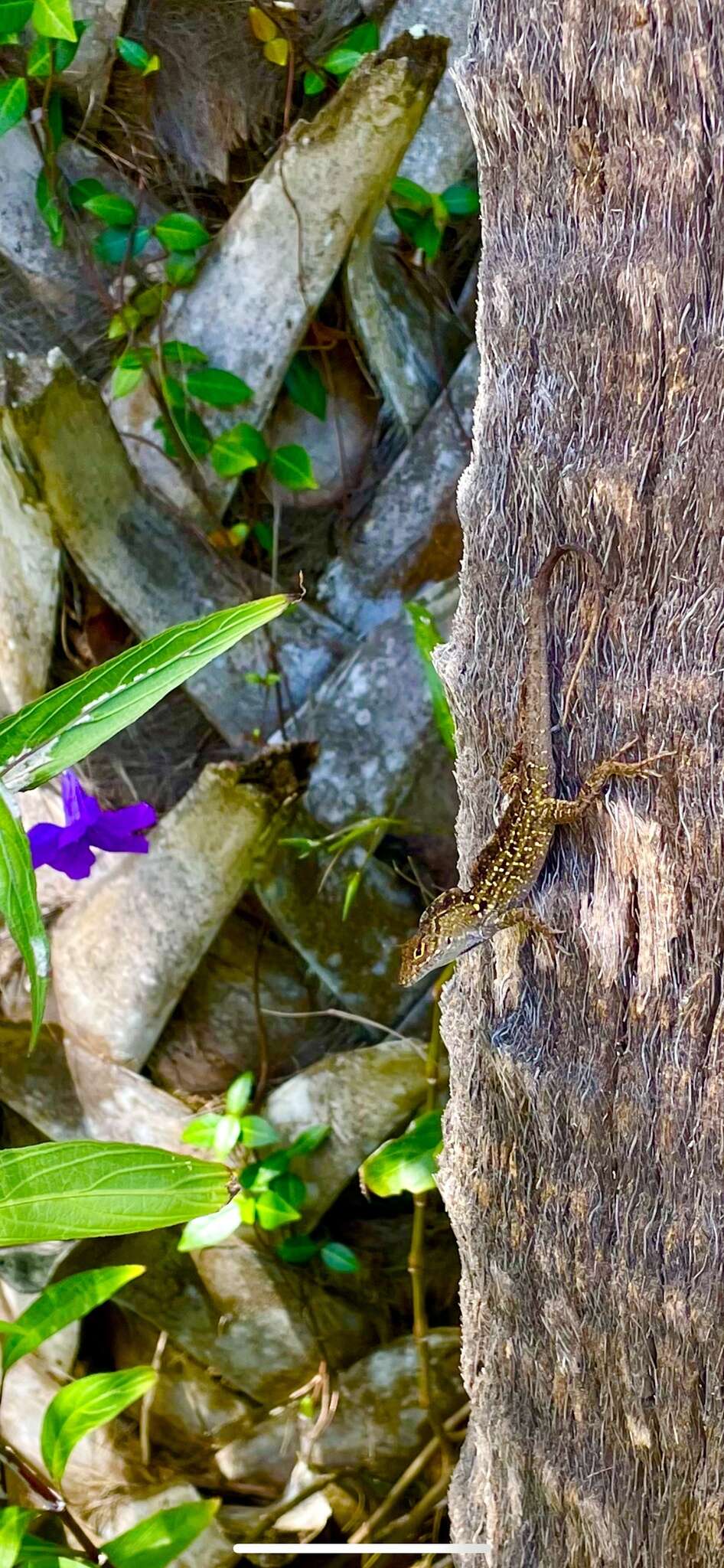 Image of brown anole