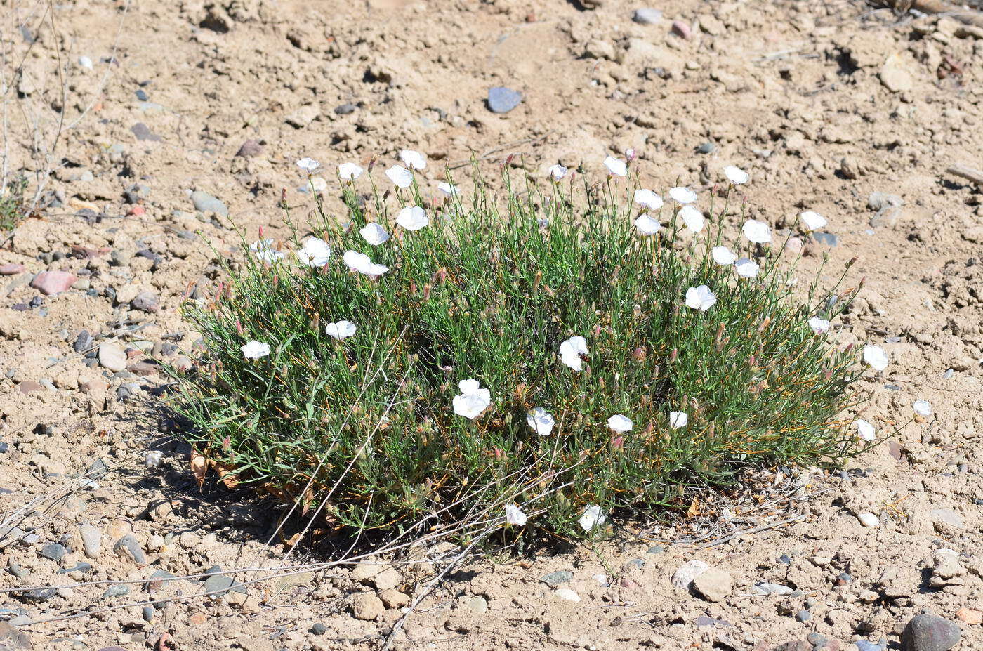 Слика од Convolvulus tragacanthoides Turcz.