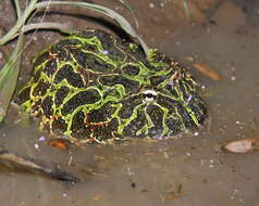 Image of Argentina Horned Frog