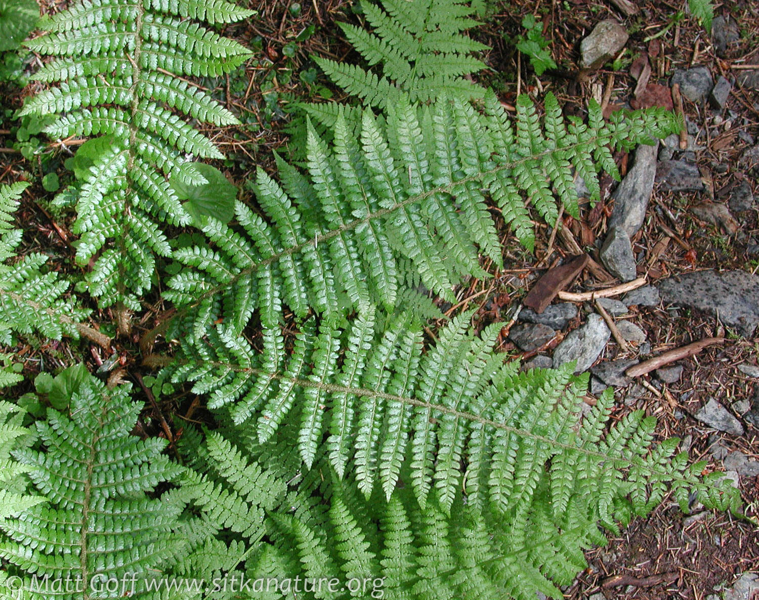 Image of Braun's hollyfern