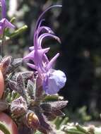 Image of Salvia jordanii