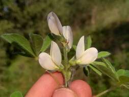 Image of white lupine