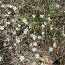 صورة Spergularia macrotheca var. longistyla R. Rossbach