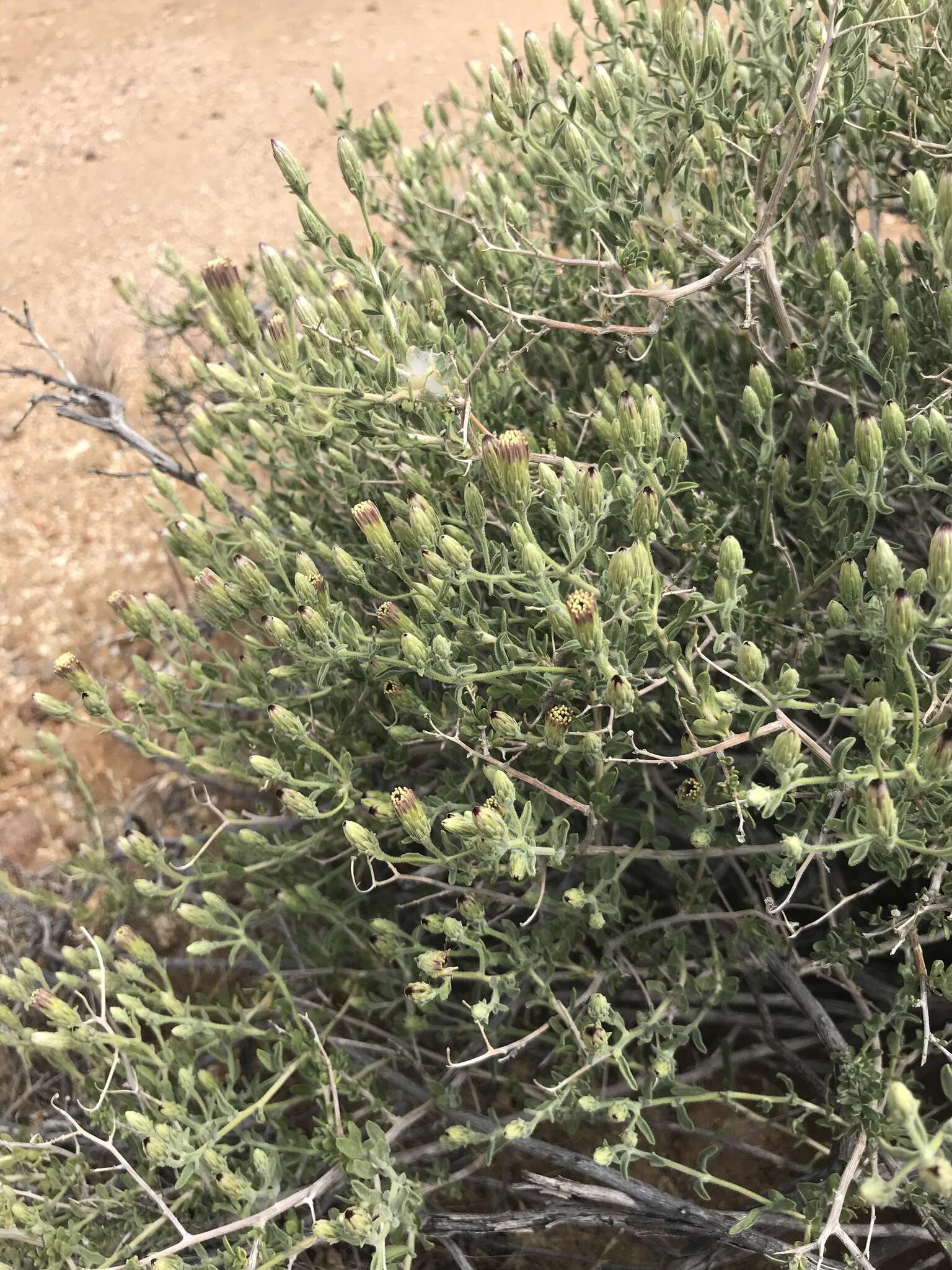 Image of shrubby brickellbush