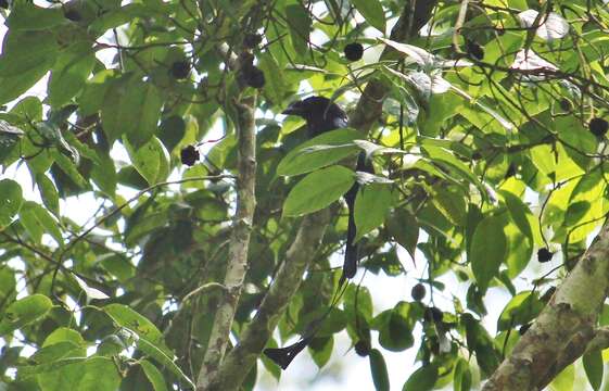 Image of Greater Racket-tailed Drongo